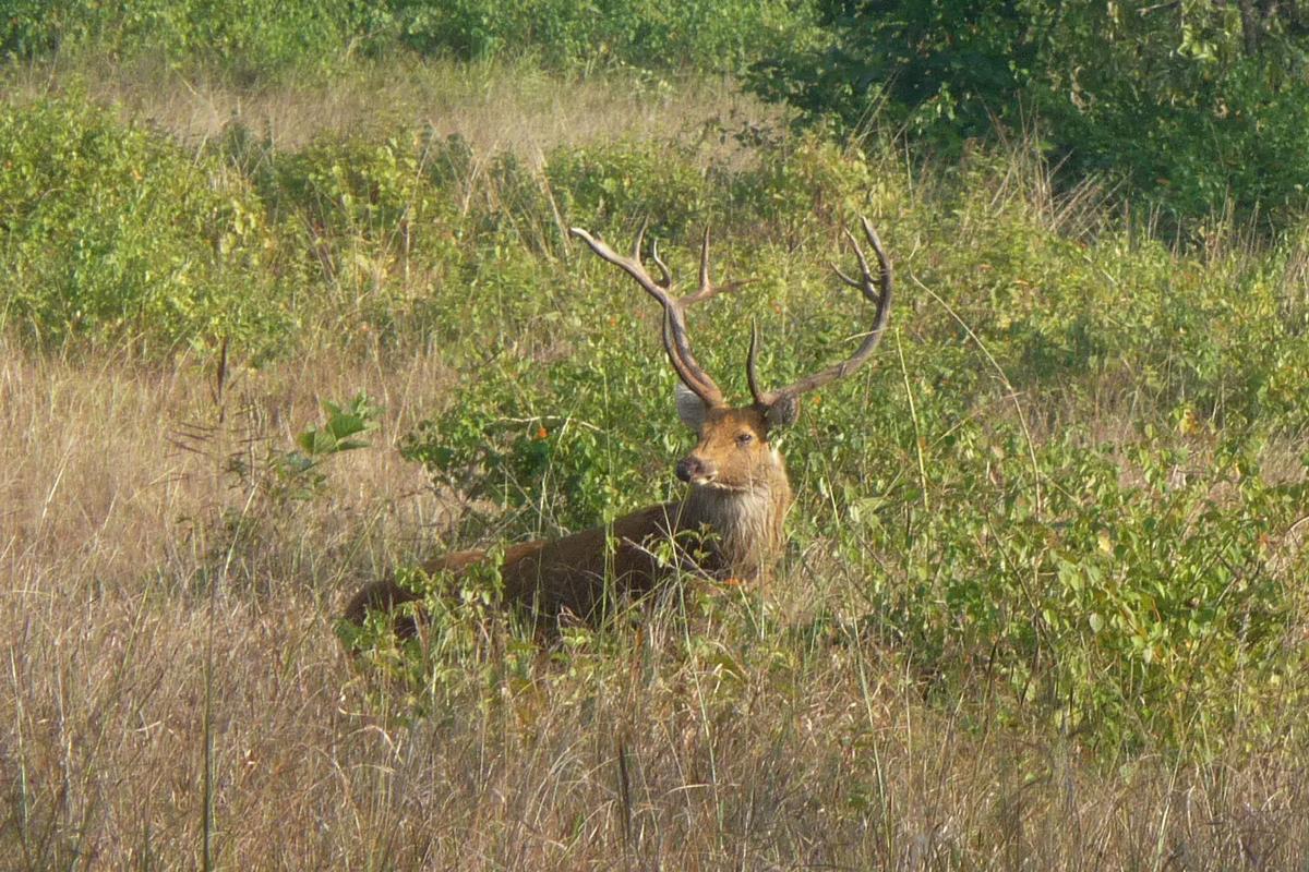 Native Wildlife Photography Tour Koshi Tappu