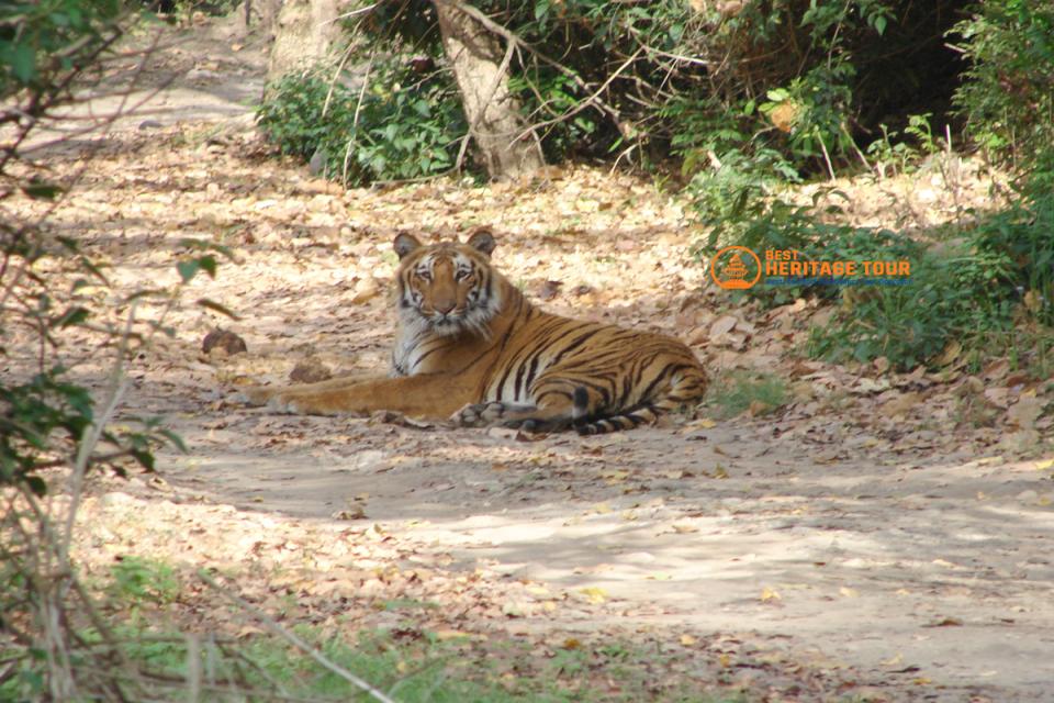 Bardiya Jungle Safari Tour